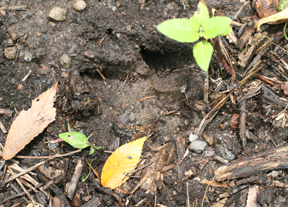 Large Cat Foot Print