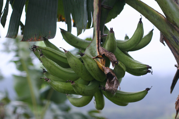 Wild Bananas