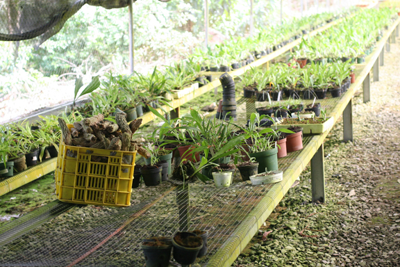 A lot of work went into these Orchids