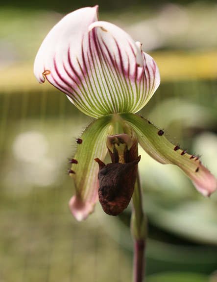 Orchids everywhere you look