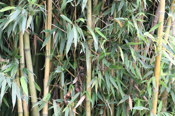 Local Bamboo