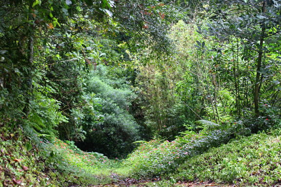 Holding back the Jungle