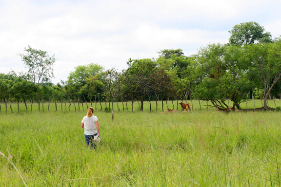 The meadow in front of the Rainforest