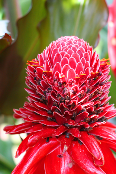 Protea growing in the yard