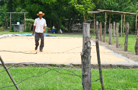 Drying Corn