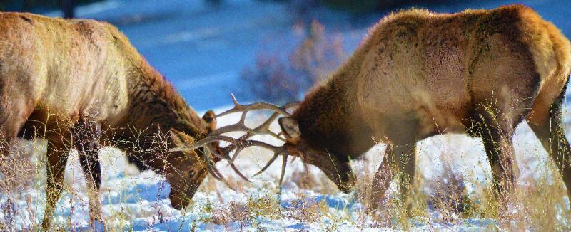 Sparring Elk