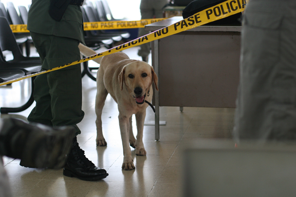 Drug Sniffing Dog at the Airport
